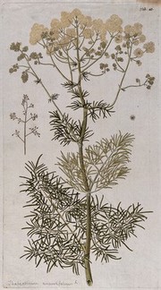 Meadow rue (Thalictrum angustifolium L.): flowering stem with separate fruit. Coloured engraving after F. von Scheidl, 1776.