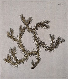 Clubmoss (Lycopodium dichotomum): fertile stem. Coloured engraving after F. von Scheidl, 1776.