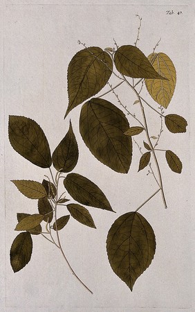 A plant (Acalypha villosa Jacq.) related to Indian nettle: separate flowering and fruiting stems. Coloured engraving after F. von Scheidl, 1776.