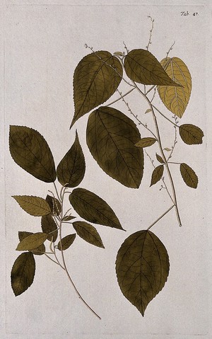 view A plant (Acalypha villosa Jacq.) related to Indian nettle: separate flowering and fruiting stems. Coloured engraving after F. von Scheidl, 1776.