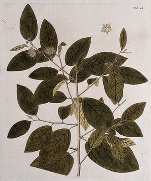 view Colubrina cubensis: flowering stem with separate flower. Coloured engraving after F. von Scheidl, 1776.