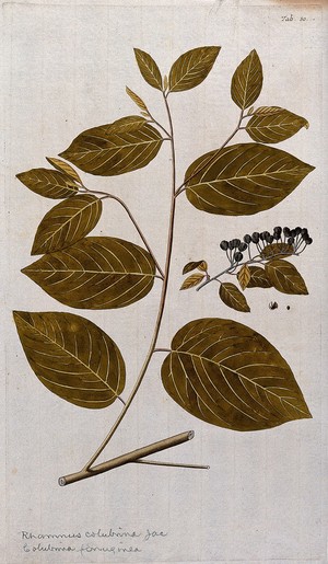 view West Indian Snake Bark (Colubrina ferruginea Brongn.): leafy stem with separate fruit and seed. Coloured engraving after F. von Scheidl, 1776.