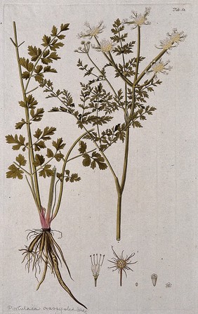 Fame flower (Talinum fruticosum (L.) Juss.): two sections of the flowering stem with separate flower and fruit. Coloured engraving after F. von Scheidl, 1776.