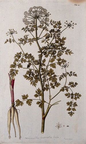 view Water dropwort (Oenanthe crocata L.): flowering stem with separate root and floral segments. Coloured engraving after F. von Scheidl, 1776.