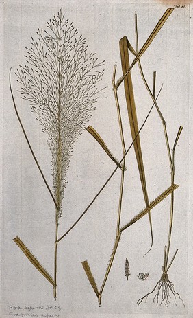 Eragrostis aspera: three sections of the flowering plant with separate flower and fruit. Coloured engraving after F. von Scheidl, 1776.