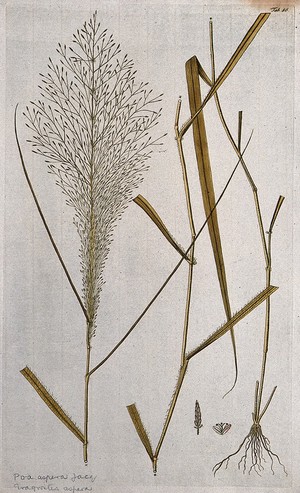 view Eragrostis aspera: three sections of the flowering plant with separate flower and fruit. Coloured engraving after F. von Scheidl, 1776.