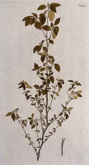 A plant (Corchorus siliquosus L.) related to jute: flowering stem with separate fruit and seed. Coloured engraving after F. von Scheidl, 1776.