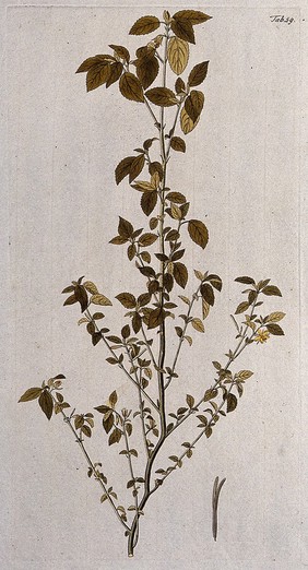 A plant (Corchorus siliquosus L.) related to jute: flowering stem with separate fruit and seed. Coloured engraving after F. von Scheidl, 1776.