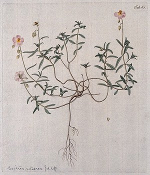 view Rockrose (Cistus roseus Jacq.): entire flowering plant with separate fruit. Coloured engraving after F. von Scheidl, 1776.