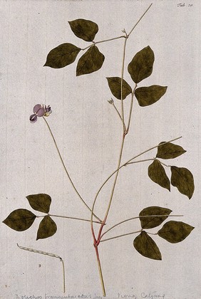 A plant (Vigna sp.) related to the cowpea: flowering stem with separate fruit and seed. Coloured engraving after F. von Scheidl, 1776.