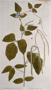 Cowpea (Vigna unguiculata (L.) Walp.): flowering and fruiting stem with separate fruit and seed. Coloured engraving after F. von Scheidl, 1776.