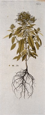 Basil (Ocimum basilicum L.): entire flowering plant with separate floral segments. Coloured engraving after F. von Scheidl, 1776.