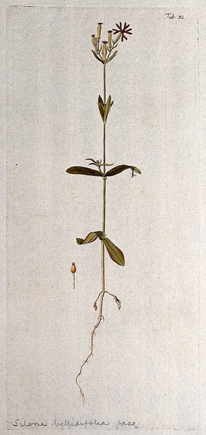 view Campion (Silene sp.): entire flowering and fruiting plant with separate fruit. Coloured engraving after F. von Scheidl, 1776.