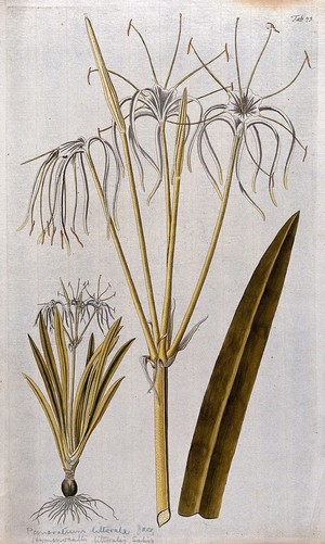 view A plant (Hymenocallis littoralis Salisb.) related to Peruvian daffodil: large inflorescence with separate entire flowering plant and leaf tip. Coloured engraving after F. von Scheidl, 1776.