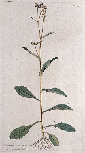 view Fleabane (Erigeron sp.): flowering and fruiting stem. Coloured engraving after F. von Scheidl, 1776.