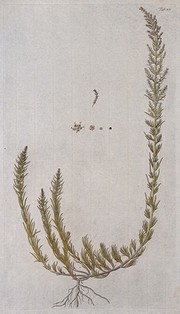 Seablite (Suaeda maritima (L.) Dumort.): entire flowering plant with separate flower and fruit. Coloured engraving after F. von Scheidl, 1776.