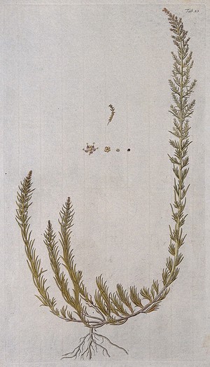 view Seablite (Suaeda maritima (L.) Dumort.): entire flowering plant with separate flower and fruit. Coloured engraving after F. von Scheidl, 1776.