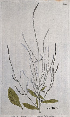 view Aerva tomentosa Lam.: flowering stem with separate leaf and floral segments. Coloured engraving after F. von Scheidl, 1776.