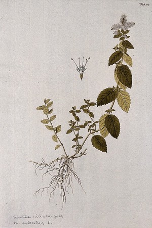 view Horsemint (Mentha longifolia (L.) Huds.): entire flowering plant with separate flower. Coloured engraving after F. von Scheidl, 1776.