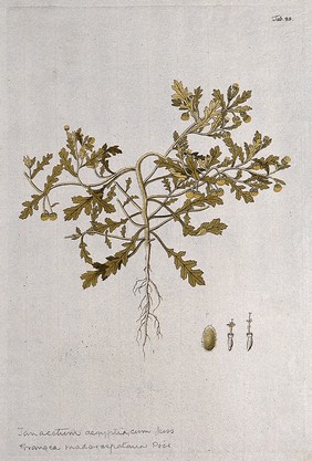 Grangea maderaspatrana (L.) Poiret: entire flowering plant with separate floral segments. Coloured engraving after F. von Scheidl, 1776.