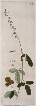 Japanese clover (Lespedeza sp.): flowering and fruiting stem with separate leaf, flower, fruit and seed. Coloured engraving after F. von Scheidl, 1776.