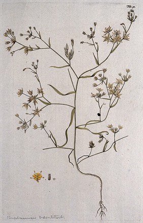 Bupleurum odontites L.: entire flowering plant with separate floral segments. Coloured engraving after F. von Scheidl, 1776.