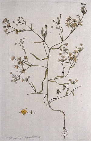 view Bupleurum odontites L.: entire flowering plant with separate floral segments. Coloured engraving after F. von Scheidl, 1776.