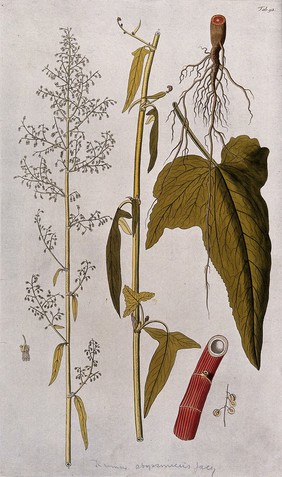 Spanish rhubarb dock (Rumex abyssinicus Jacq.): two sections of the flowering stem with separate root, leaf, part of stem, flower and fruit. Coloured engraving after F. von Scheidl, 1776.