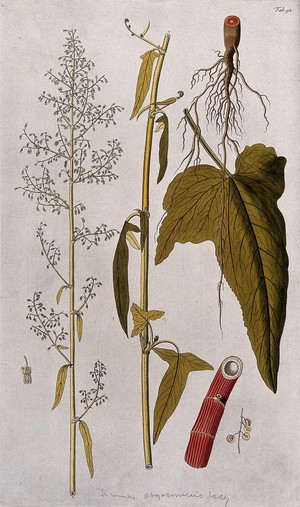 view Spanish rhubarb dock (Rumex abyssinicus Jacq.): two sections of the flowering stem with separate root, leaf, part of stem, flower and fruit. Coloured engraving after F. von Scheidl, 1776.
