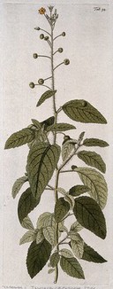 Piriqueta racemosa: flowering stem. Coloured engraving after F. von Scheidl, 1776.