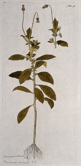 Gynura cernua Benth.: entire flowering plant with separate flowering stem. Coloured engraving after F. von Scheidl, 1776.