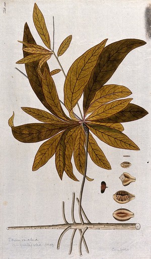 view A plant (Terminalia angustifolia Jacq.) related to the Indian almond: leafy stem with separate segments of fruit and seed. Coloured engraving after F. von Scheidl, 1776.