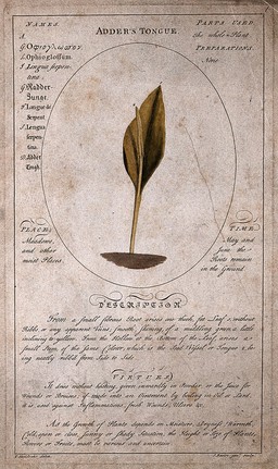 Adder's tongue (Ophioglossum vulgatum L.): fertile stem with description of the plant and its medicinal uses. Coloured line engraving by J. Basire, the younger, c. 1759, after T. Sheldrake.