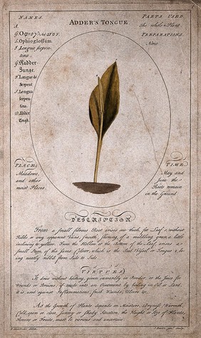 Adder's tongue (Ophioglossum vulgatum L.): fertile stem with description of the plant and its medicinal uses. Coloured line engraving by J. Basire, the younger, c. 1759, after T. Sheldrake.