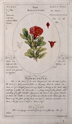 Pomegranate (Punica granatum L.): flowering stem with separate floral segments and a description of the plant and its medical uses. Coloured line engraving by C.H.Hemerich, c.1759, after T.Sheldrake.