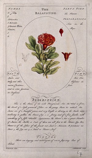 view Pomegranate (Punica granatum L.): flowering stem with separate floral segments and a description of the plant and its medical uses. Coloured line engraving by C.H.Hemerich, c.1759, after T.Sheldrake.