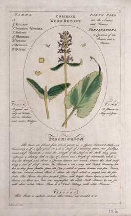Betony (Stachys officinalis (L.) Trev.): flowering stem with separate leaves, floral segments and sections of root and a description of the plant and its uses. Coloured line engraving after T. Sheldrake, c.1759.