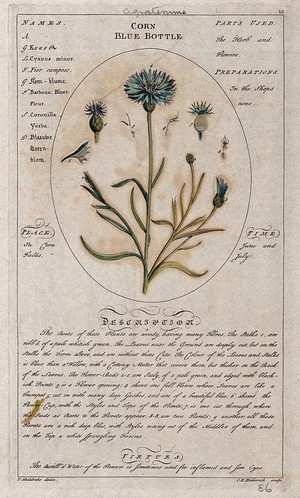 view Cornflower or bachelor's-buttons (Centaurea cyanus L.): flowering stem with separate floral segments and a description of the plant and its uses. Coloured line engraving by C.H.Hemerich, c.1759, after T.Sheldrake.