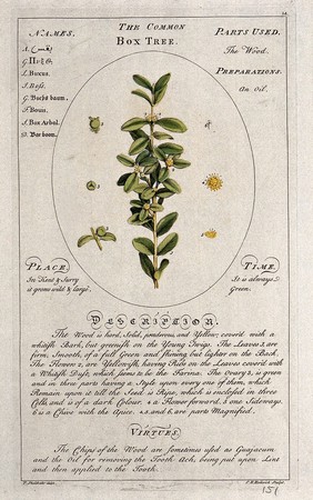 Common box tree (Buxus sempervirens L.): flowering stem with separate floral segments and a description of the plant and its uses. Coloured line engraving by C.H. Hemerich, c.1759, after T. Sheldrake.
