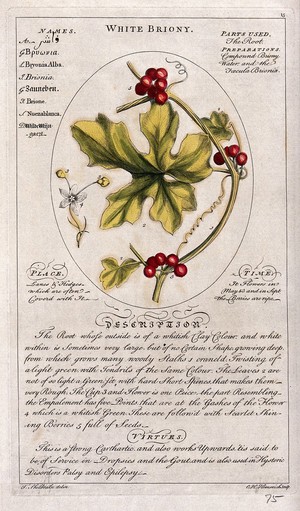 view White bryony (Bryonia dioica Jacq.): fruiting stem and separate flower and a description of the plant and its uses. Coloured line engraving by C.H.Hemerich, c.1759, after T.Sheldrake.