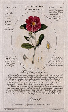 Rockrose (Cistus ladanifer L.): flowering stem and separate floral segments and a description of the plant and its uses. Coloured line engraving by C.H.Hemerich, c.1759, after T.Sheldrake.