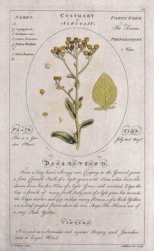 view Alecost or costmary (Balsamita major Desf.): flowering stem with separate leaf and floral segments and a description of the plant and its uses. Coloured line engraving by C.H. Hemerich, c.1759, after T. Sheldrake.