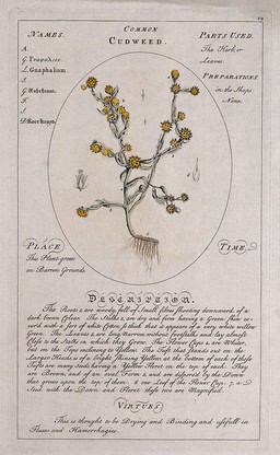 Cudweed (Gnaphalium sanguineum L.): flowering plant with separate floral segments and a description of the plant and its uses. Coloured line engraving by C.H. Hemerich, c.1759, after T. Sheldrake.