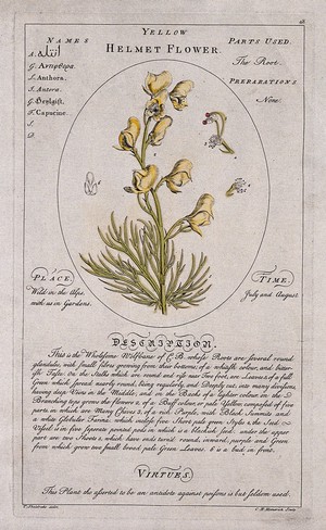 view Helmet flower (Aconitum anthora L.): flowering stem with separate floral segments and a description of the plant and its uses. Coloured line engraving by C.H.Hemerich, c.1759, after T.Sheldrake.