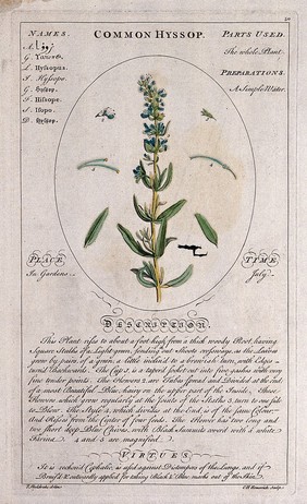 Hyssop (Hyssop officinalis L.): flowering stem with separate leaves and floral segments and a description of the plant and its uses. Coloured line engraving by C.H. Hemerich, c.1759, after T. Sheldrake.