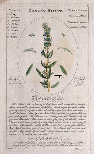 view Hyssop (Hyssop officinalis L.): flowering stem with separate leaves and floral segments and a description of the plant and its uses. Coloured line engraving by C.H. Hemerich, c.1759, after T. Sheldrake.