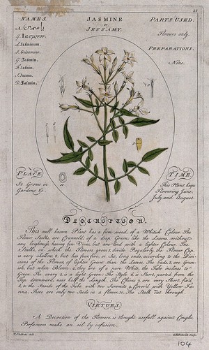 view Jasmine (Jasminum officinale L.): flowering stem with floral segments and a description of the plant and its uses. Coloured line engraving by C.H. Hemerich, c.1759, after T. Sheldrake.