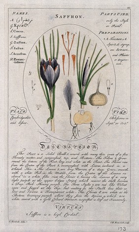 Saffron crocus (Crocus sativus L.): flowering stem with separate floral segments and bulb and a description of the plant and its uses. Coloured line engraving by C.H.Hemerich, c.1759, after T.Sheldrake.