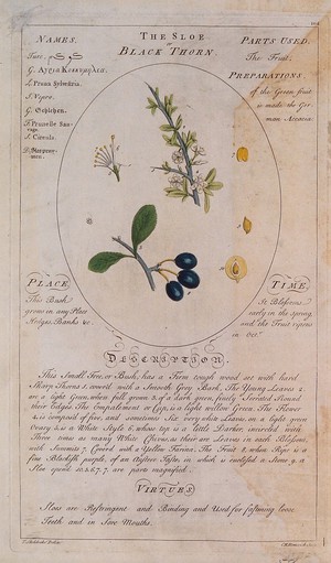 view Sloe or blackthorn (Prunus spinosa L.): flowering stem with separate fruit and segments of flower and fruit, also a description of the plant and its uses. Coloured line engraving by C.H.Hemerich, c.1759, after T.Sheldrake.