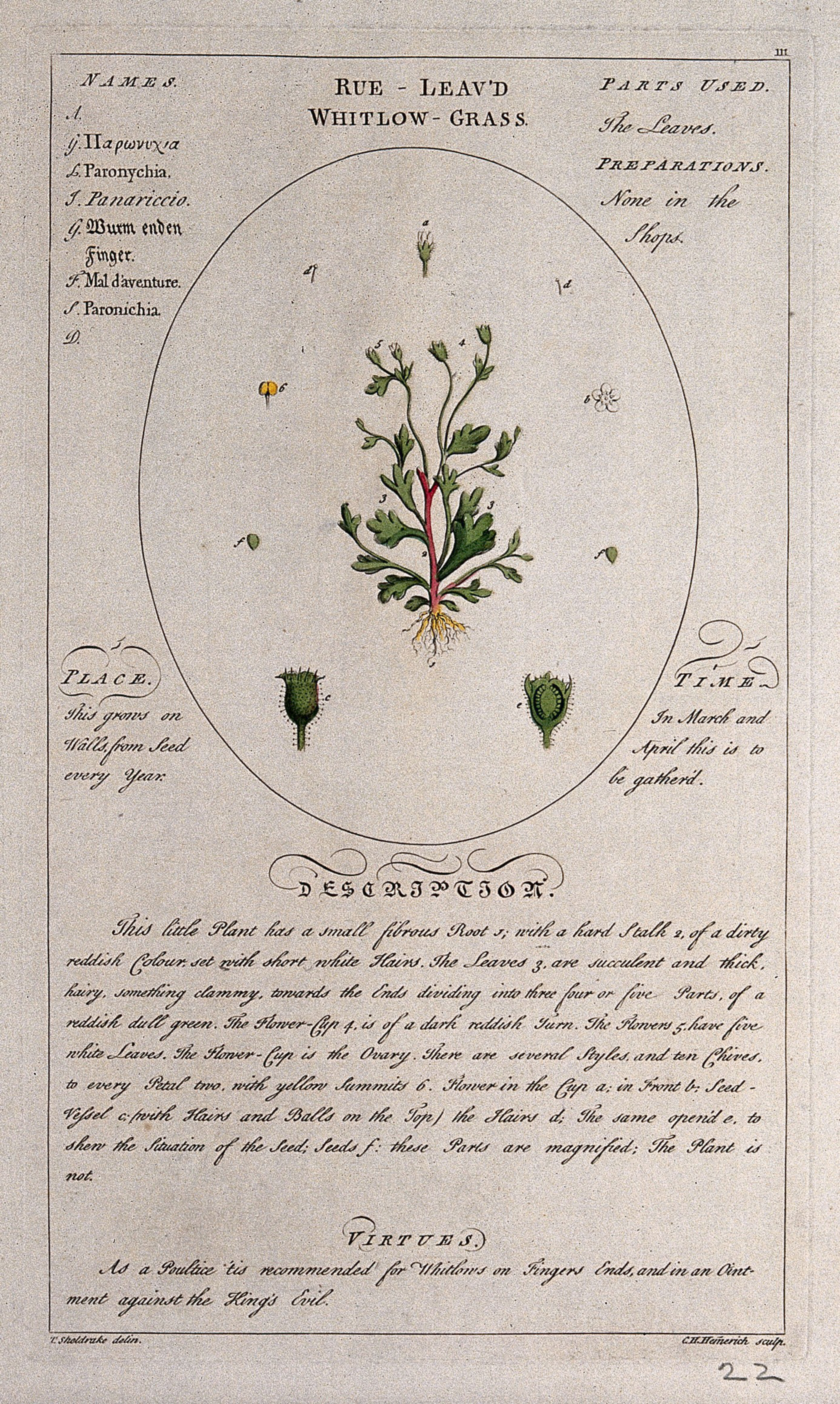 Rue-leaved whitlow grass (Paronychia serpyllifolia DC.): entire flowering plant with separate floral segments and a description of the plant and its uses. Coloured line engraving by C.H. Hemerich, c.1759, after T.Sheldrake.